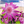 Icono de Flowers